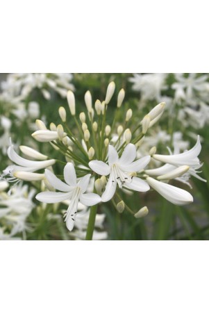 Agapanthe 'Polar Ice'