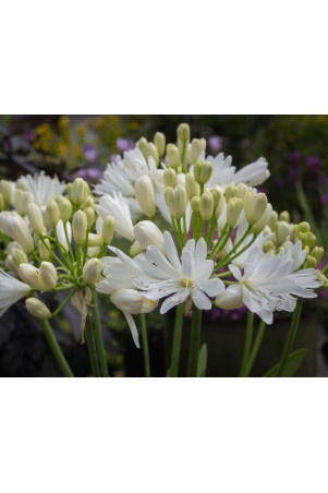 Agapanthe 'Double Diamond'