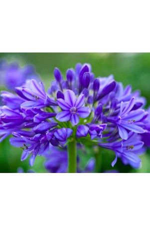 Agapanthe 'Lapis Lazuli'