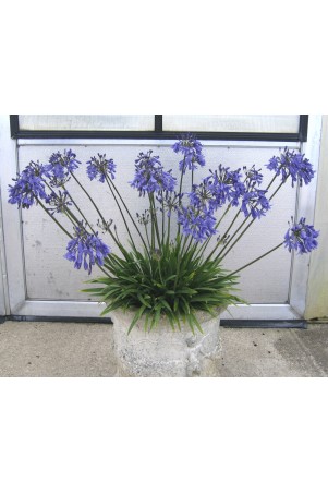 Agapanthe 'Lapis Lazuli'