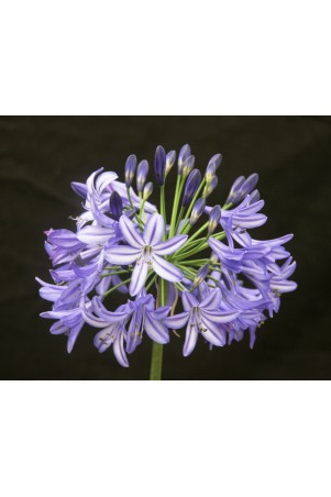 Agapanthe 'Northern Star'