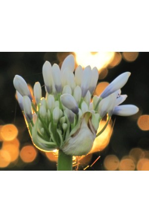 Agapanthe 'Queen Mum'