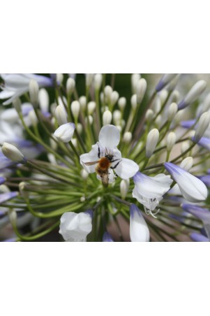 Agapanthe 'Queen Mum'