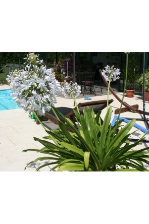 Agapanthe 'Queen Mum'