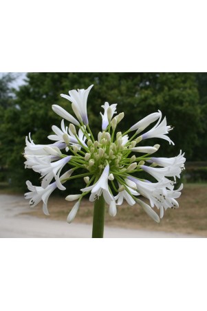 Agapanthe 'Queen Mum'