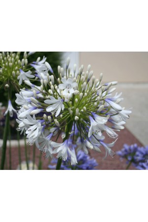 Agapanthe 'Queen Mum'