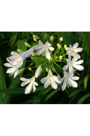 Agapanthe 'Silver Baby'