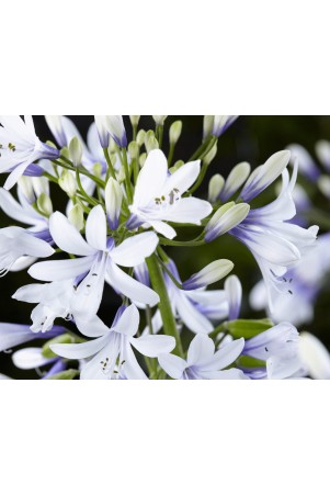 Agapanthe 'Twister'