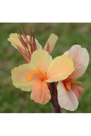Canna 'Angèle Martin'