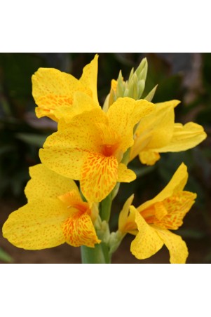 Canna 'Caballero'