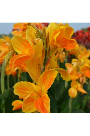 Canna 'Carnaval'