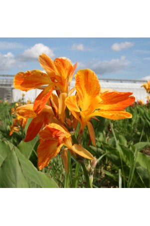 Canna 'Carnaval'