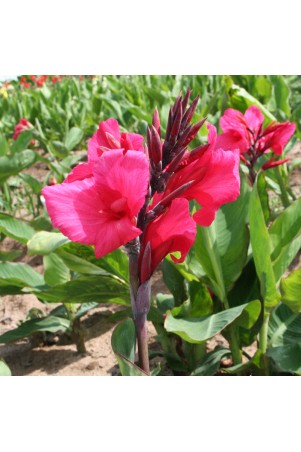 Canna 'Centenaire'