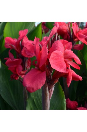 Canna 'Centenaire'