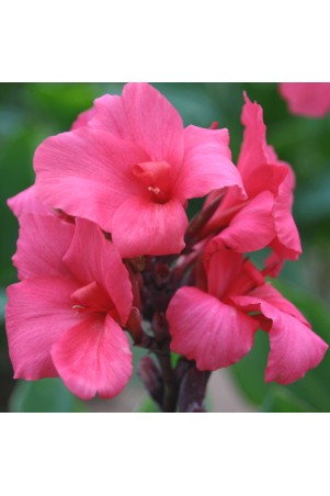 Canna 'Centenaire'