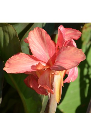 Canna 'Champion'