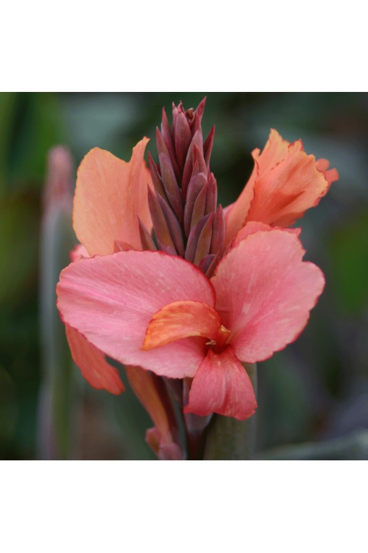 Canna 'Champion'