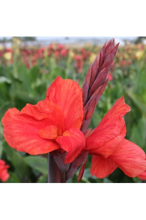 Canna 'Corail'