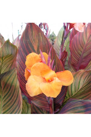 Canna Andaloucia