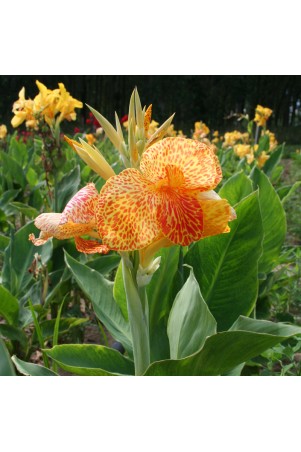 Canna 'En Avant'