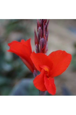Canna 'Feu Magique'