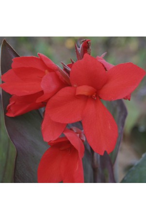 Canna 'Feu Magique'