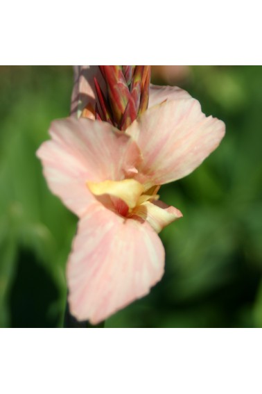Canna 'Gnom'
