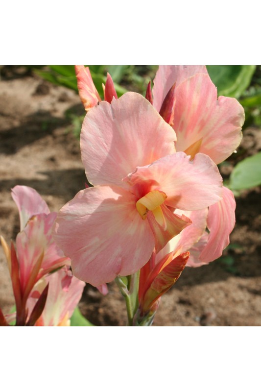 Canna 'Gnom'