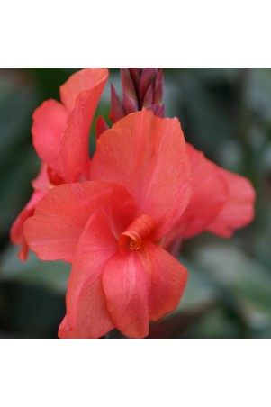 Canna 'Louis Cayeux'