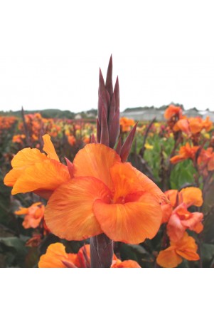 Canna 'Liberté'
