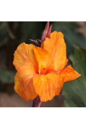 Canna 'Liberté'