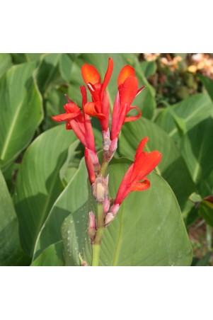 Canna 'Marabout'