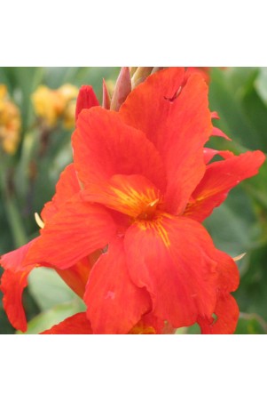 Canna 'Picador'
