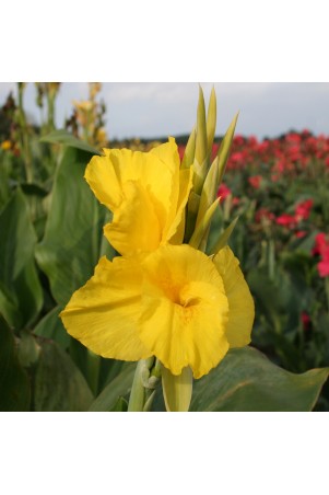 Canna 'Panama'