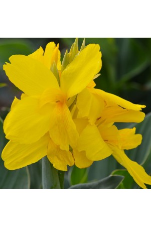 Canna 'Salsa'