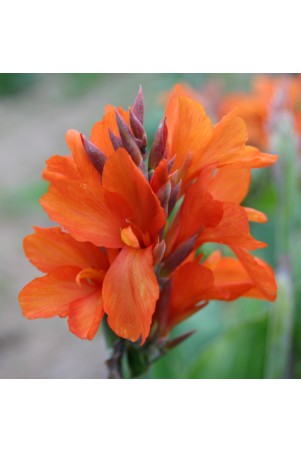 Canna 'Saumur'