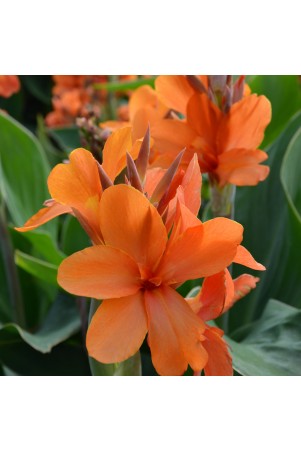 Canna 'Saumur'