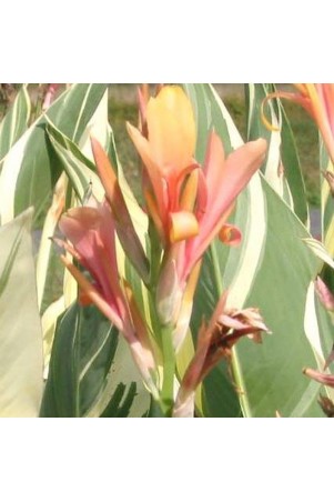Canna 'Stuttgart'