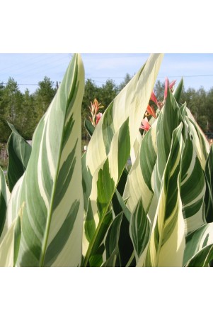 Canna 'Stuttgart'