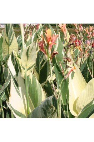 Canna 'Stuttgart'