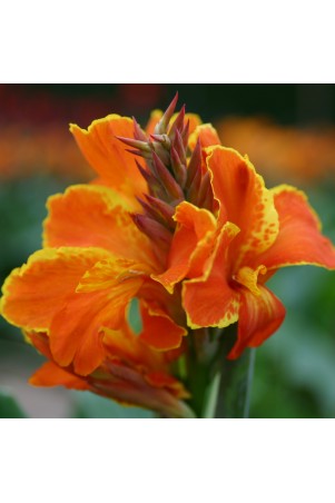 Canna 'Taroudant'