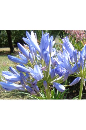 Agapanthe 'Pitchoune Blue'