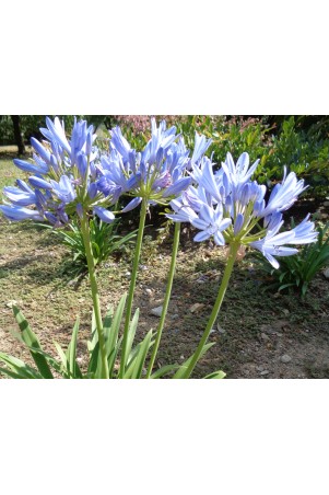 Agapanthe 'Pitchoune Blue'