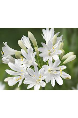 Agapanthe 'Amour d'été blanc'