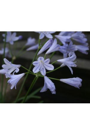Agapanthe 'Vallée D'Azur'