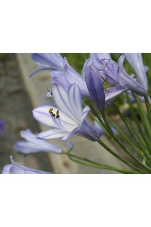 Agapanthe 'Vallée de la Vienne'