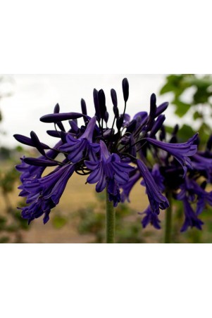 Agapanthe 'Black Buddhist'