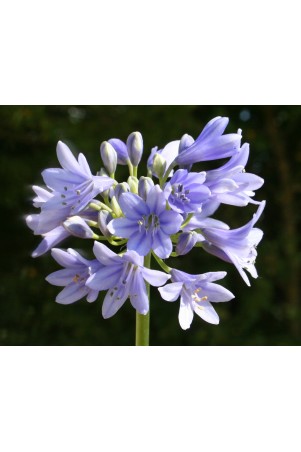 Agapanthe 'Vallée de la Nymphe'