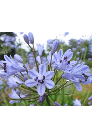 Agapanthe 'Vallée de la Romanche'