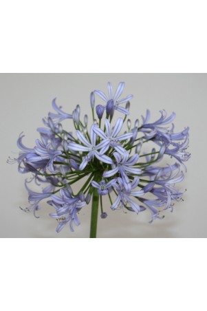 Agapanthe 'Vallée de l'Authion'